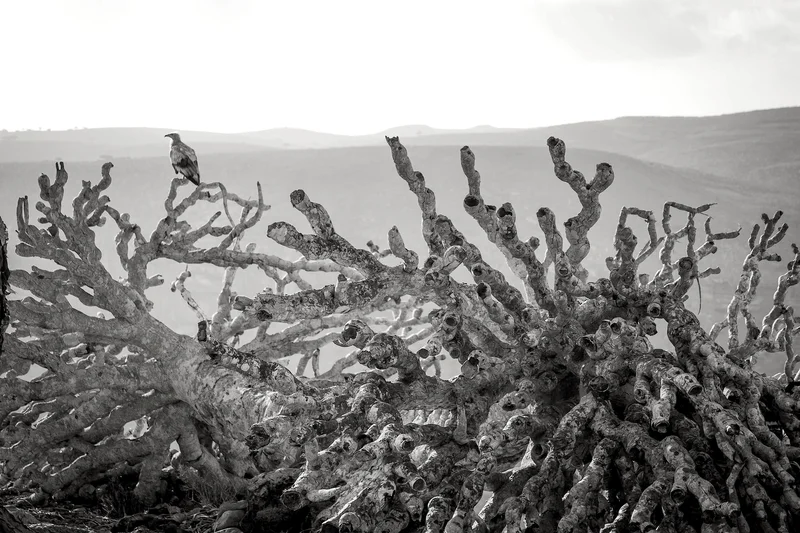 The dead branches of the Dragon Blood Tree [Dracaena Cinnabari, Socotra, Yemen]