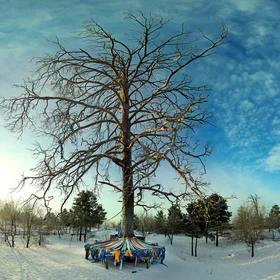 Mother tree, Mongolia