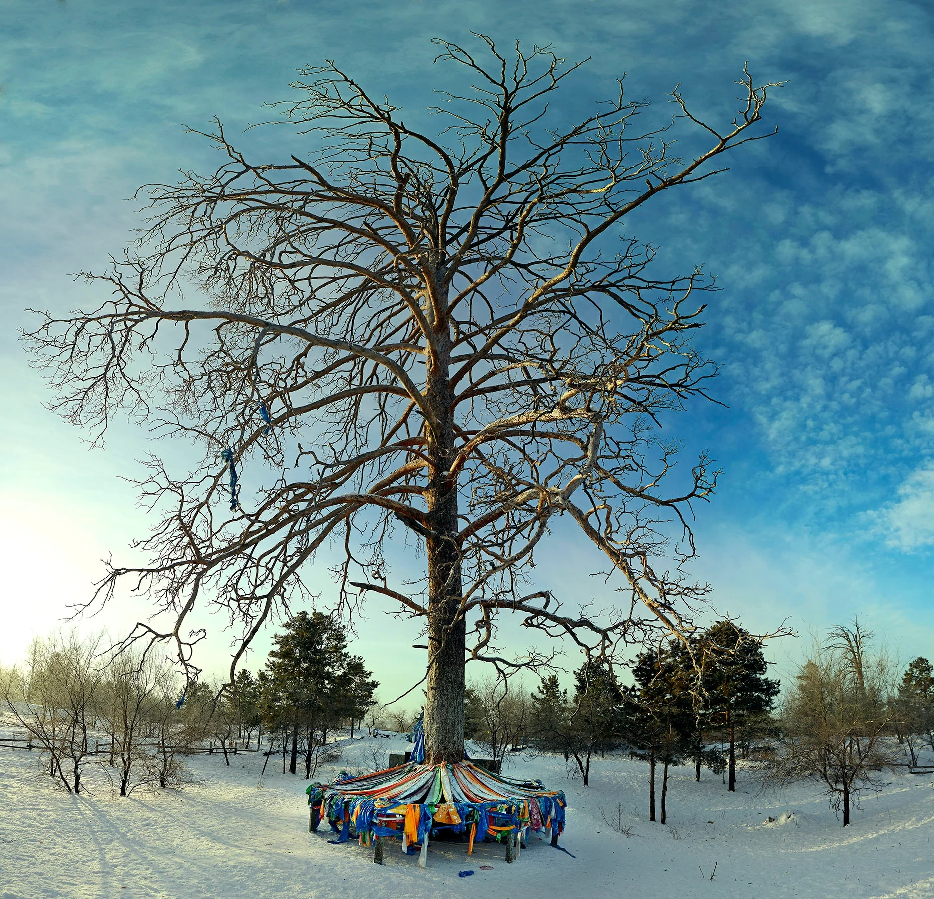 Mother tree, Mongolia