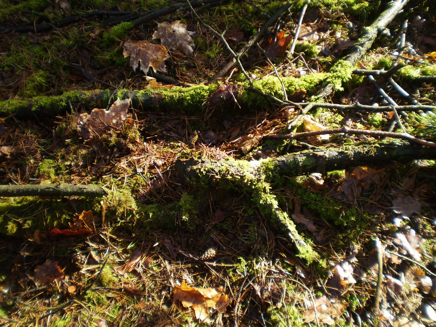 Organic litter on Genderland forest (Netherlands)