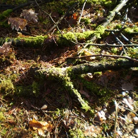 Organic litter on Genderland forest (Netherlands)