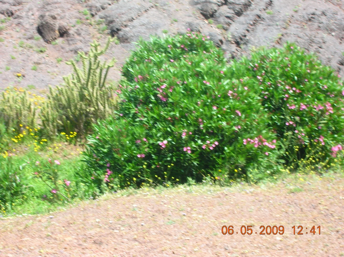 Desert plants