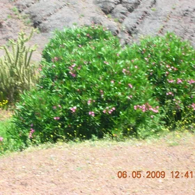 Desert plants