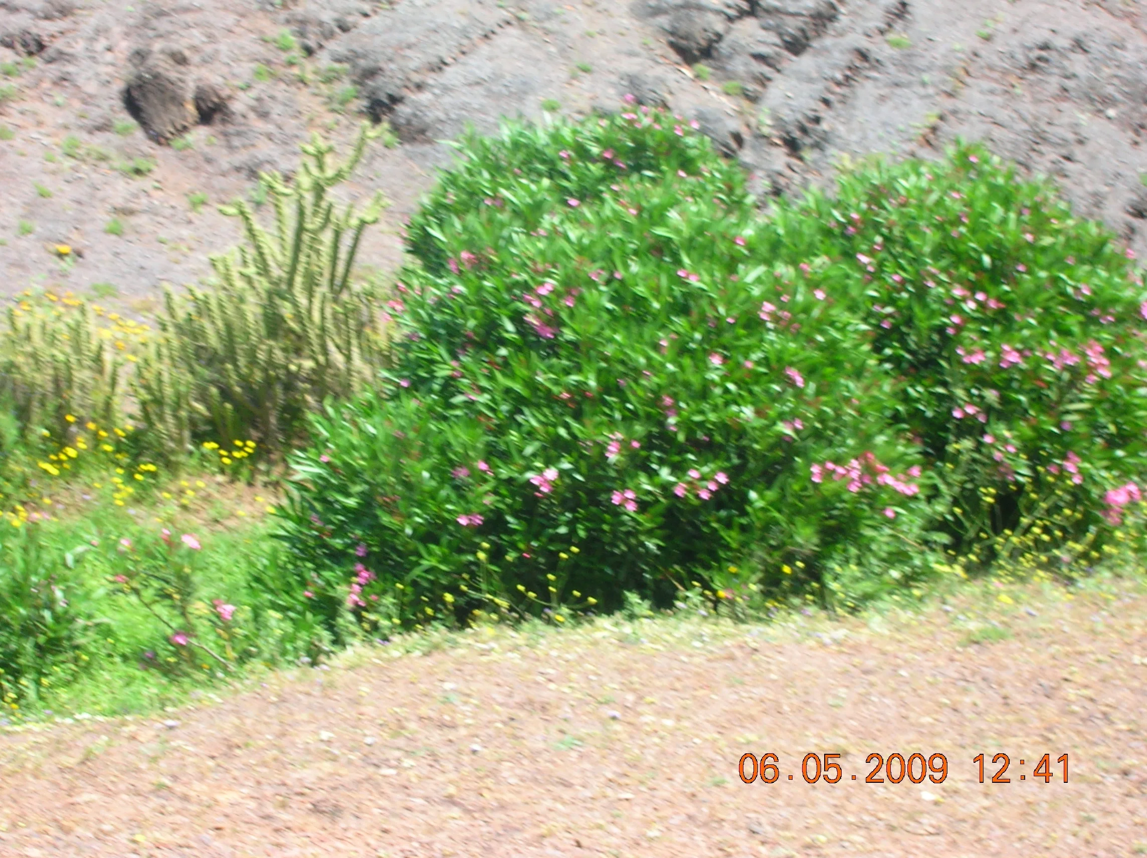 Desert plants