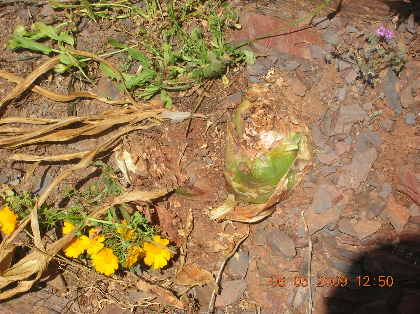 Onion schist
