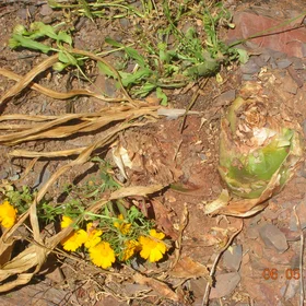Onion schist
