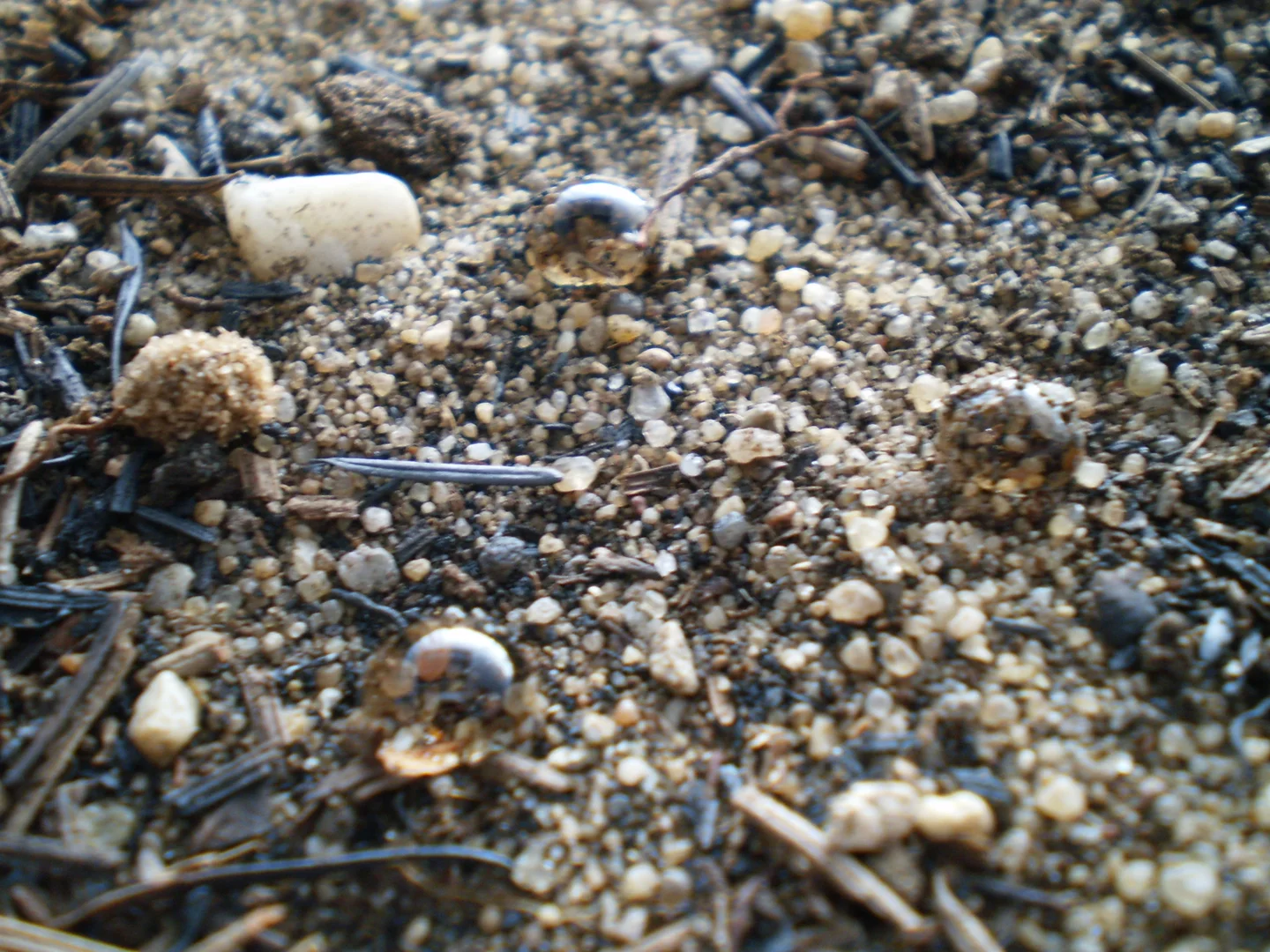 Sandy repellent soil (more than one hour after)