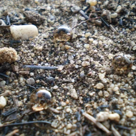 Sandy repellent soil (more than one hour after)