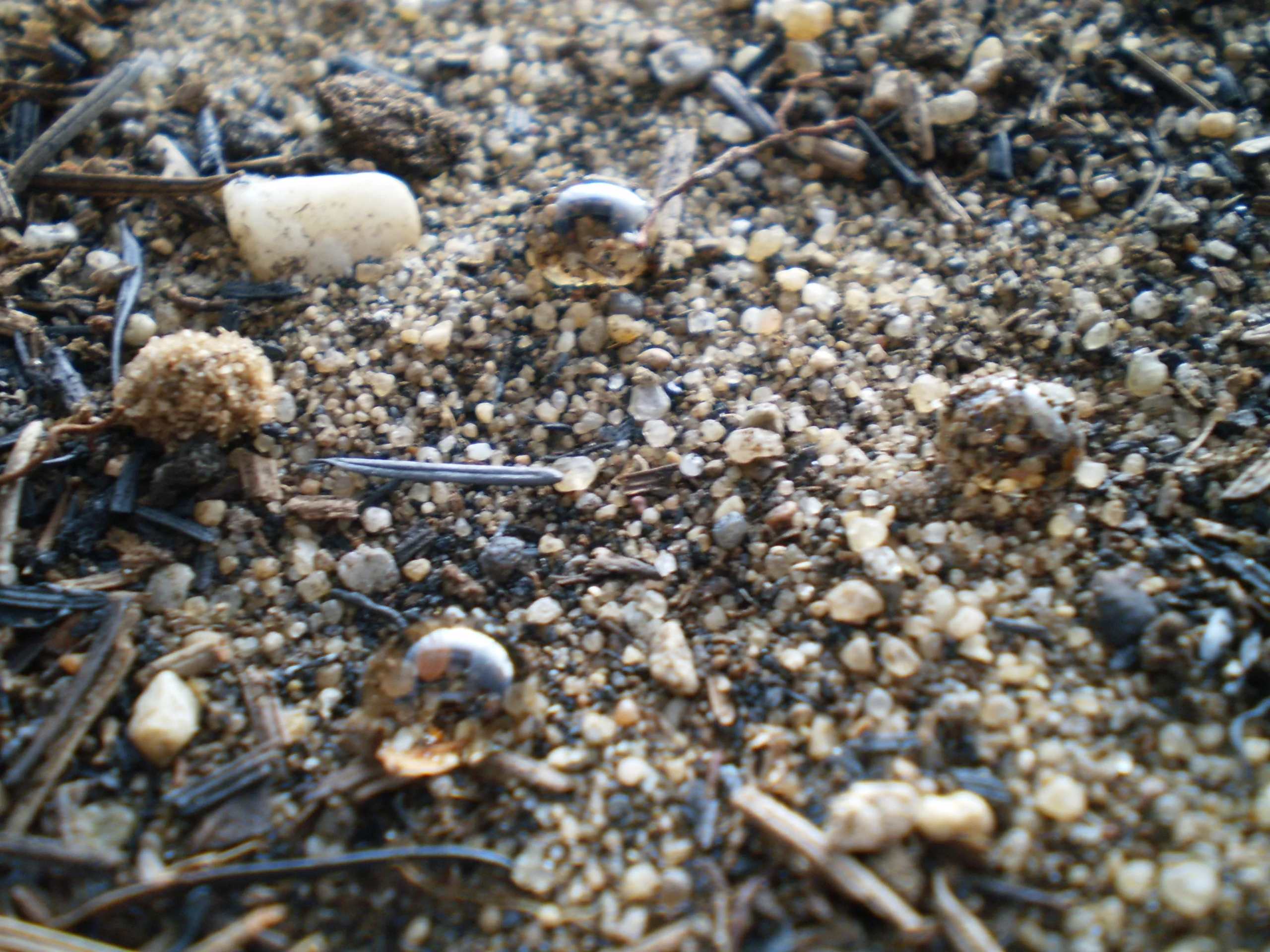 Sandy repellent soil (more than one hour after)