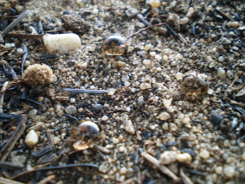 Sandy repellent soil (more than one hour after)