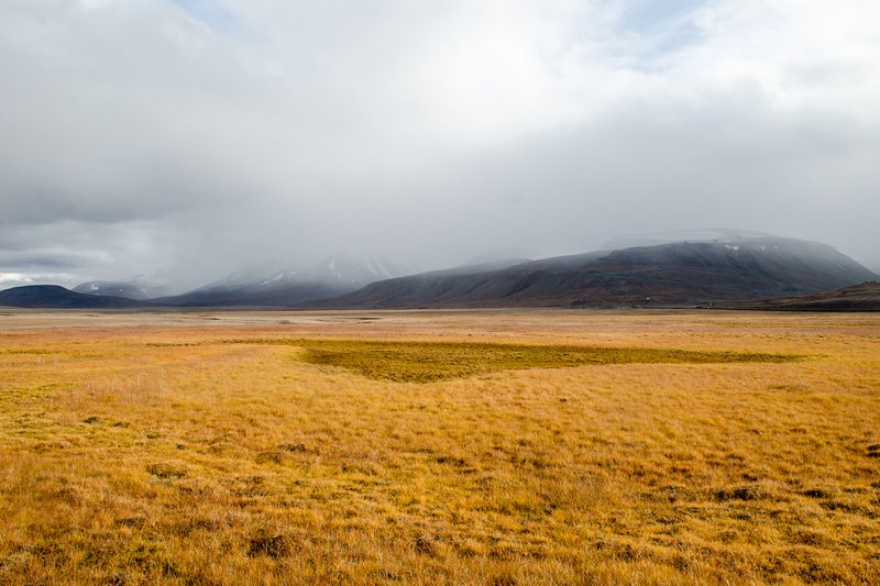 Wetland in Adventdalen