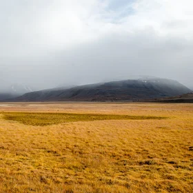 Wetland in Adventdalen