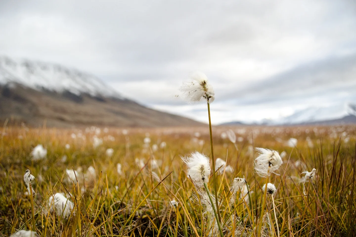 Eriophorum scheuchzeri spp. arcticum