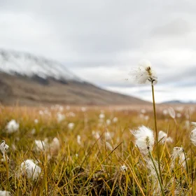 Eriophorum scheuchzeri spp. arcticum