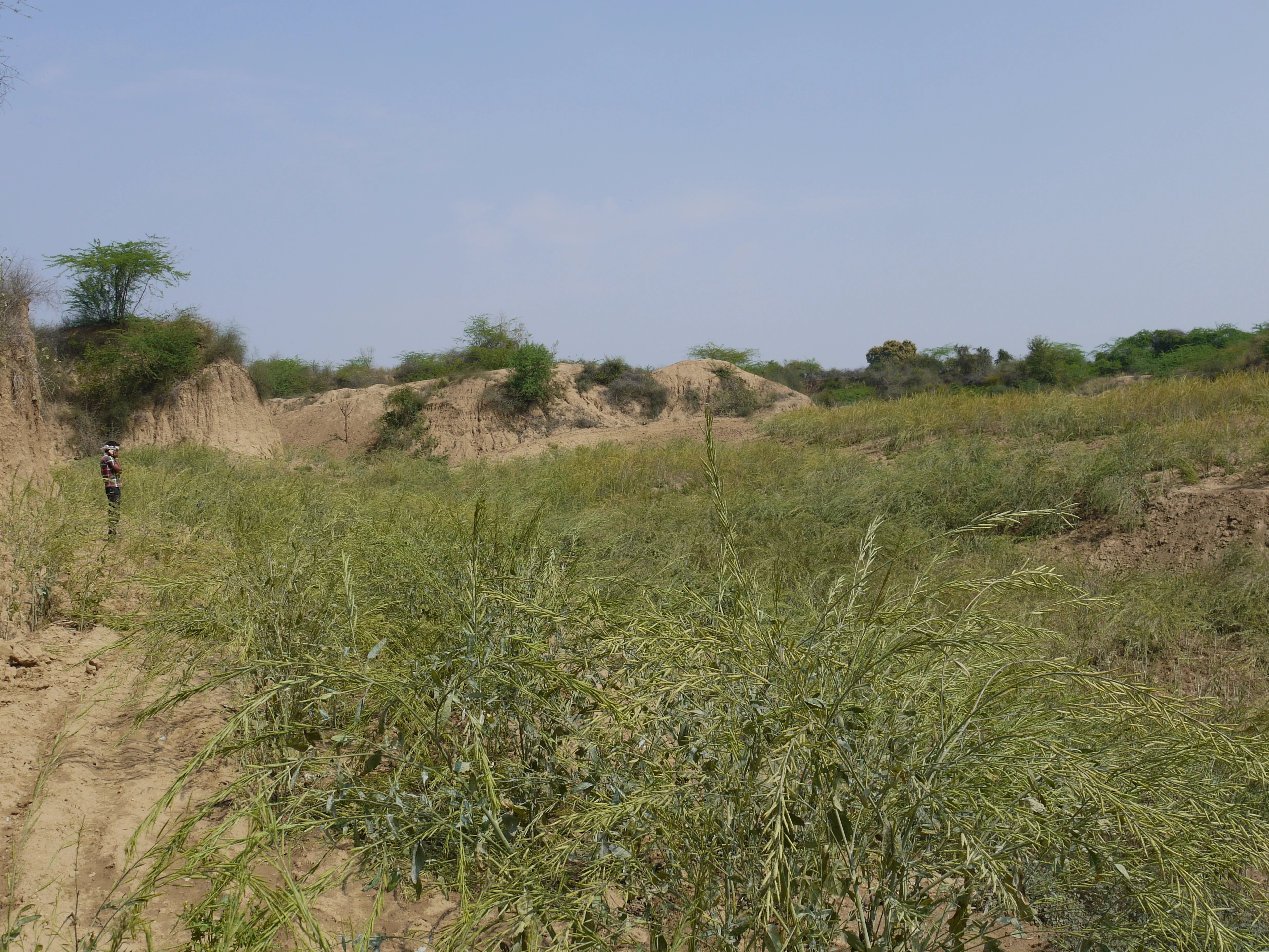 Turning badlands into fields
