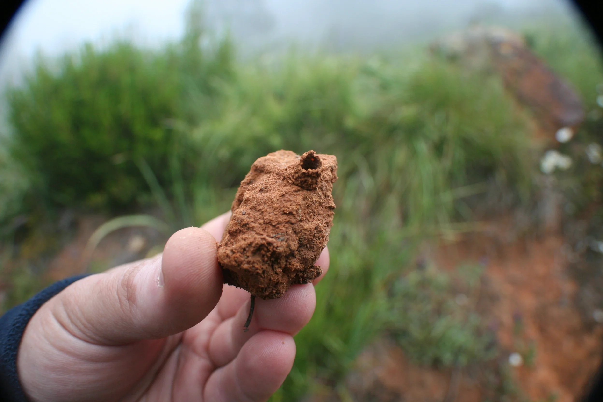 Clay building in a soil aggregate