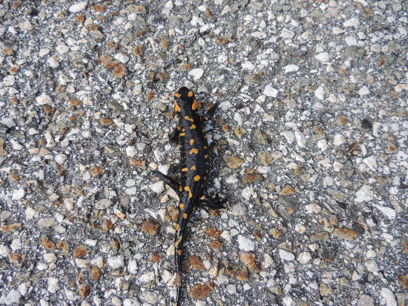 Fire salamander crossing a forest road