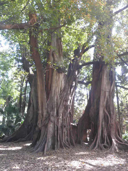 Confused roots with tree trunks at El Hamma garden,Algiers