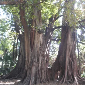 Confused roots with tree trunks at El Hamma garden,Algiers