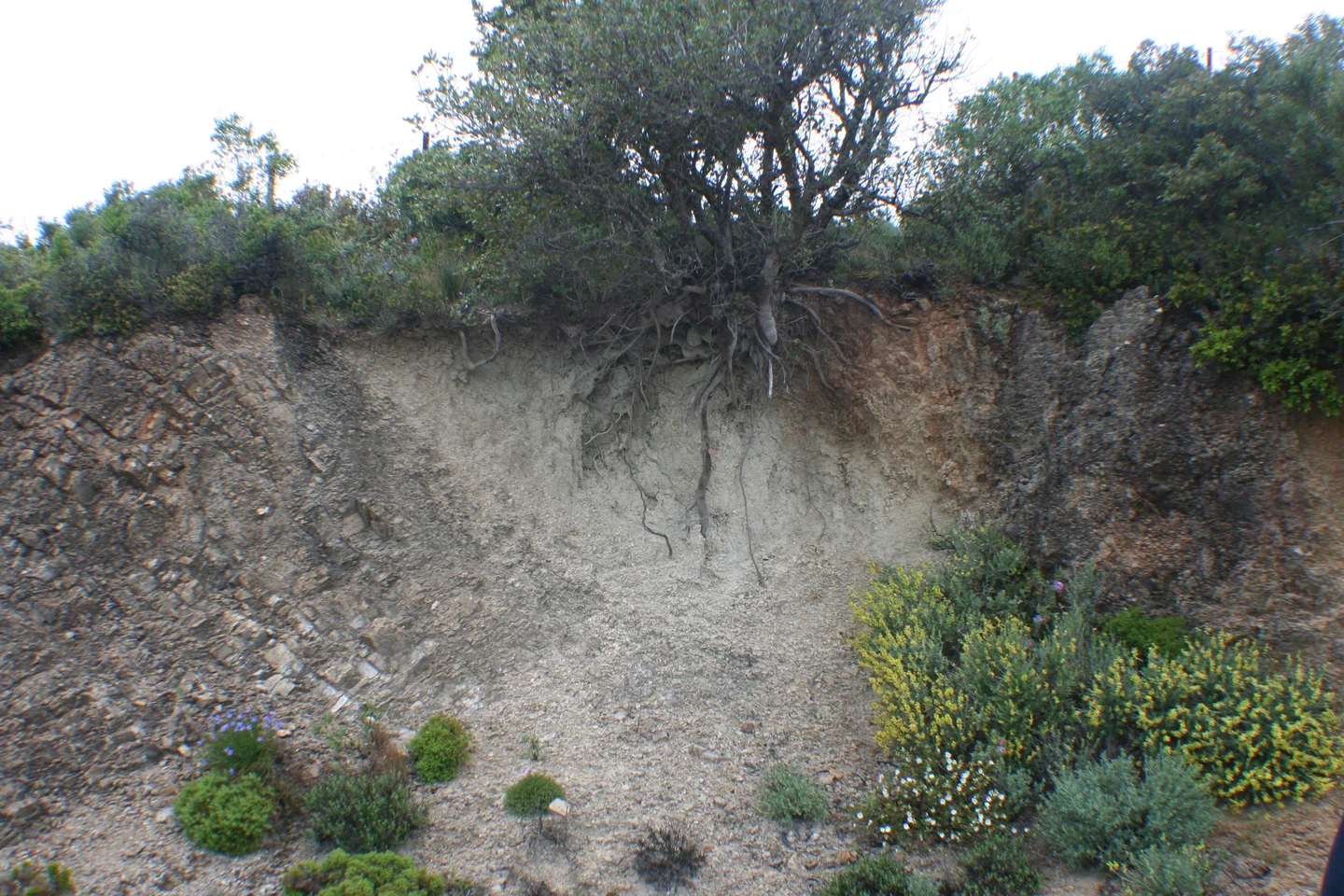 Haplic Calcaric Regosol