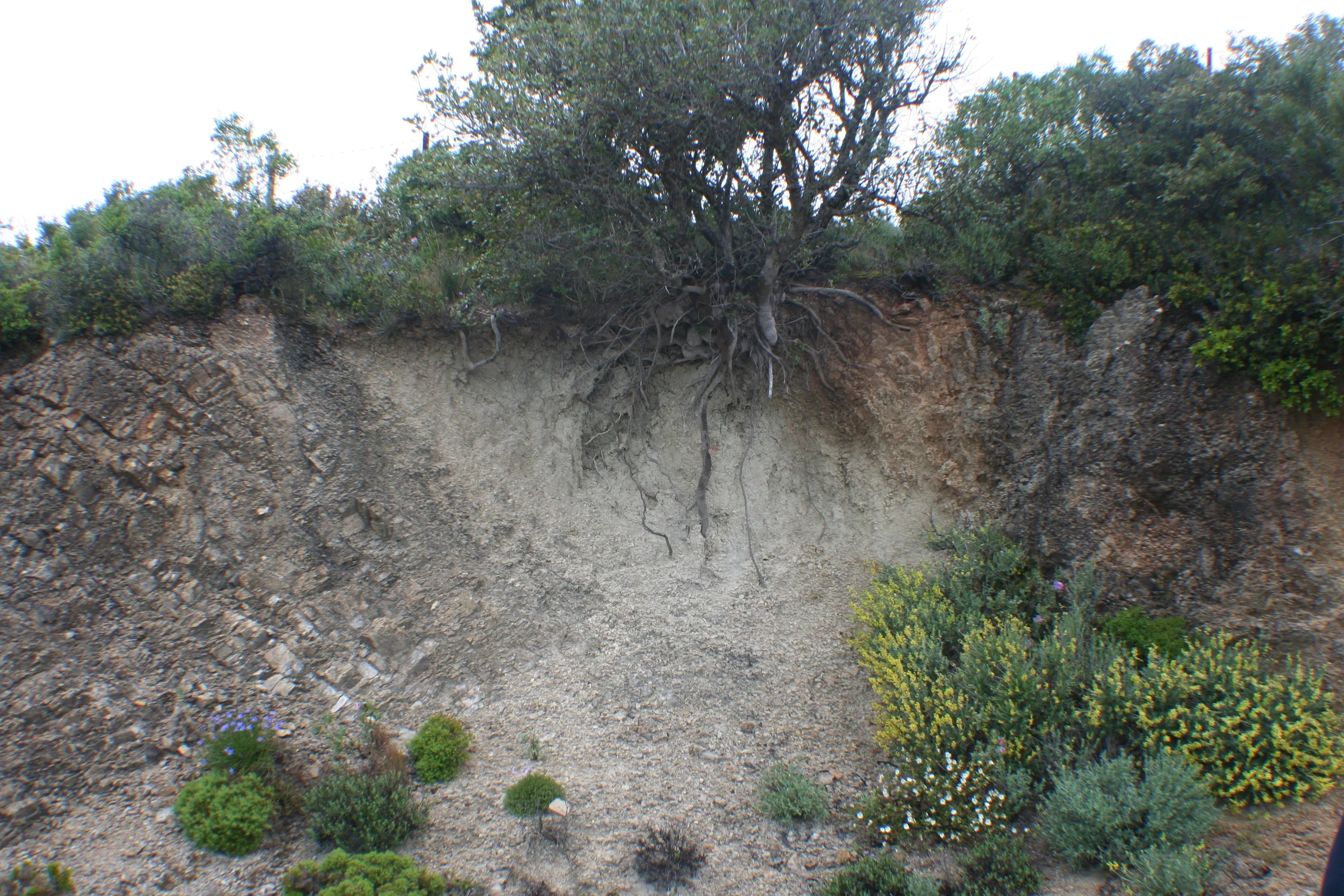 Haplic Calcaric Regosol