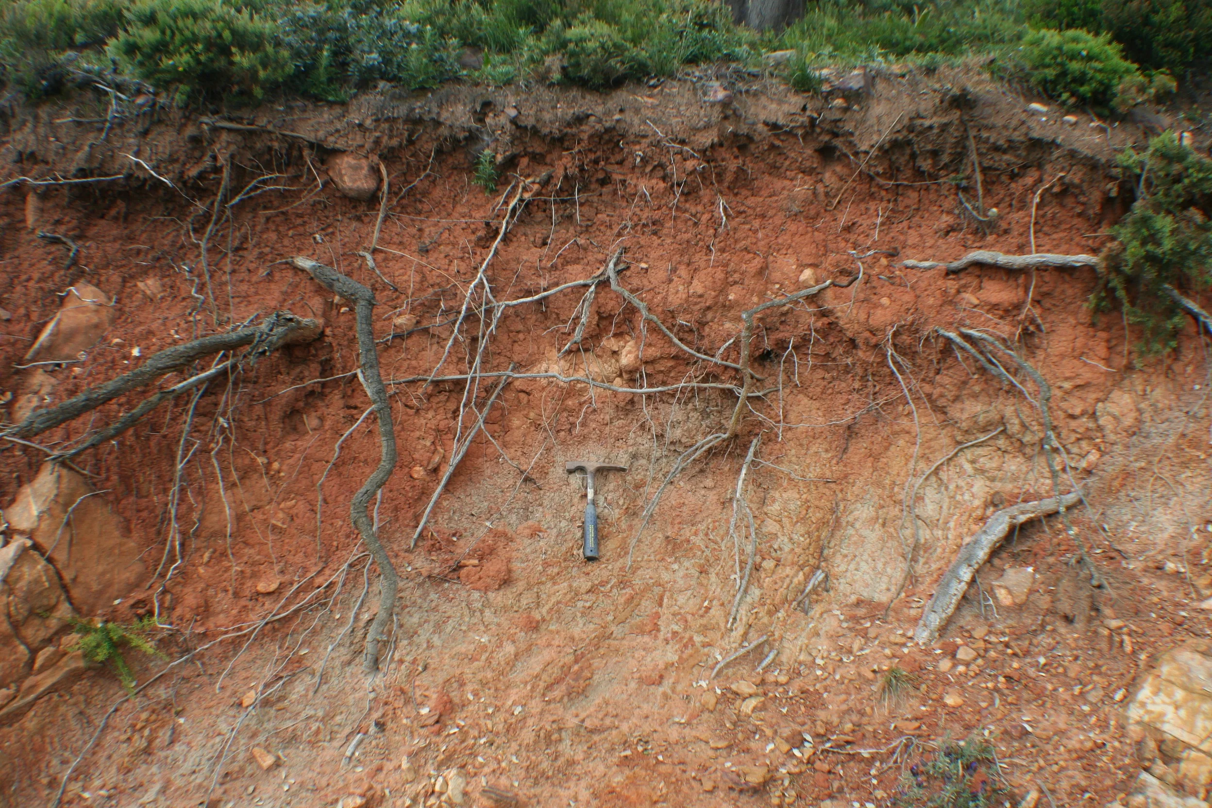 Cutanic Gleyic Alisol in Los Alcornocales Natural Park, Cadiz, SW Spain