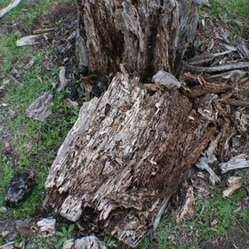 Dead wood