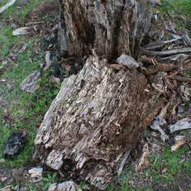 Decomposition: dead wood, new life
