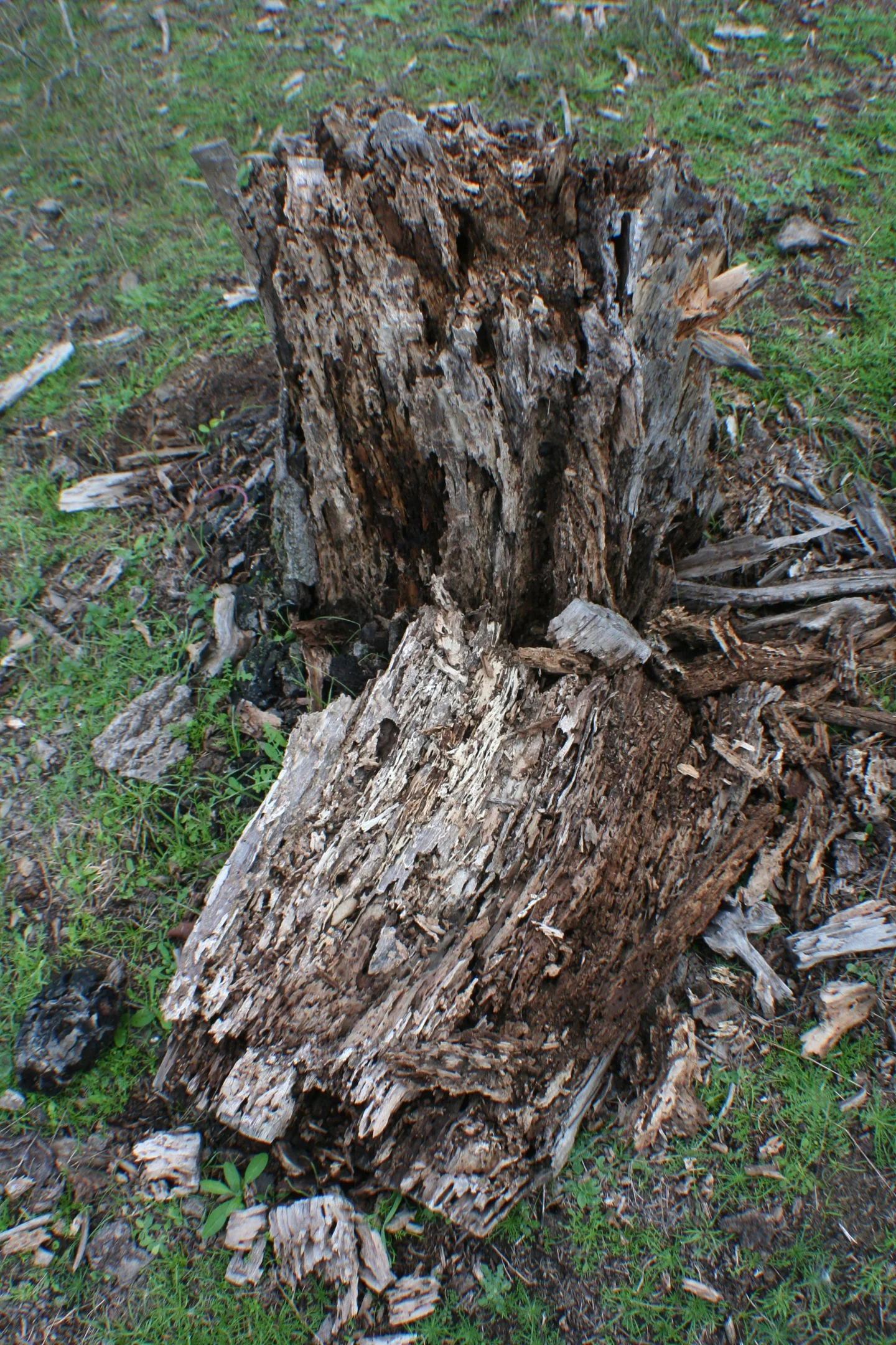 Decomposition: dead wood, new life
