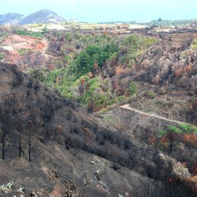 Mosaic of fire severity after a wildfire in 2012, Erjos, Canary Islands, Spain