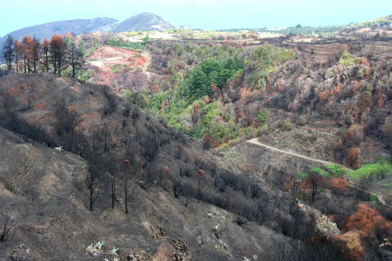 Mosaic of fire severity after a wildfire in 2012, Erjos, Canary Islands, Spain