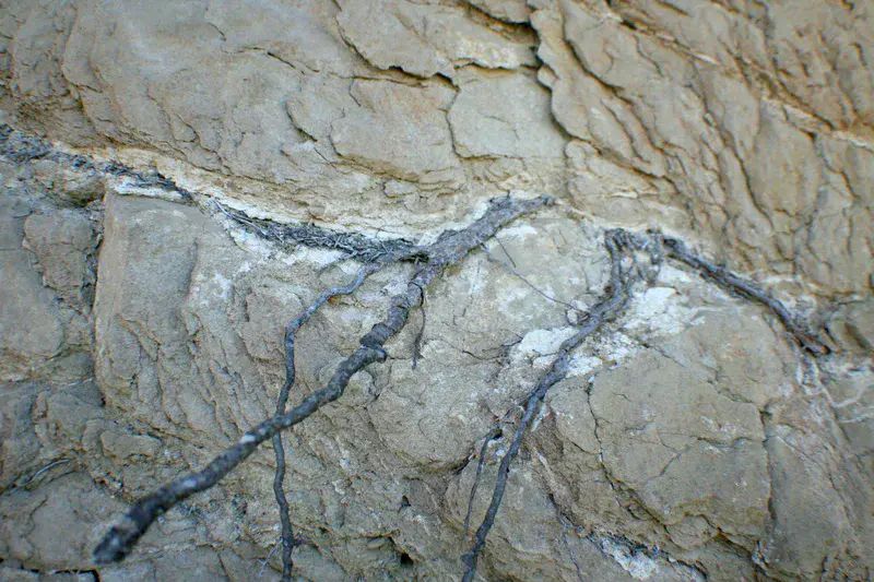 Salt concentration around roots at Casteltallat Mountains (Barcelona)