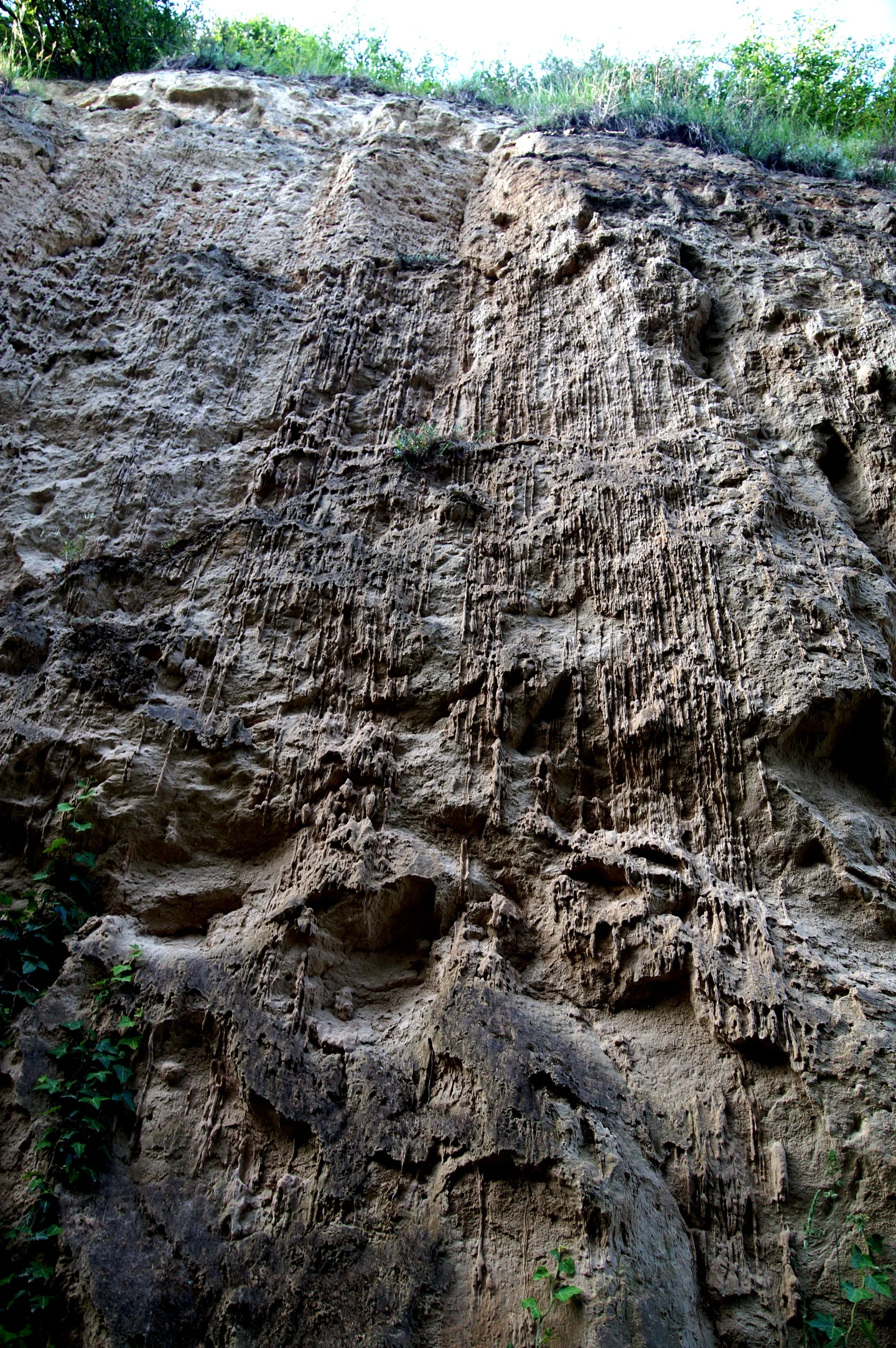 Loess stalaktites