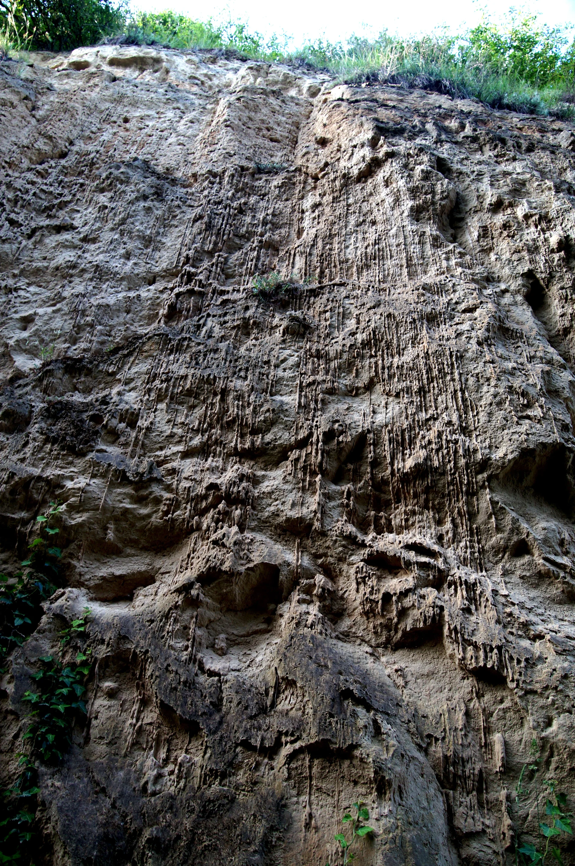 Loess stalaktites