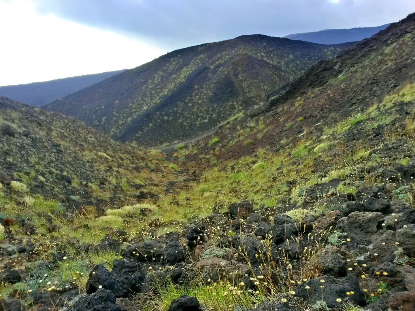 Volcanic vegetation