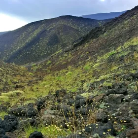 Volcanic vegetation