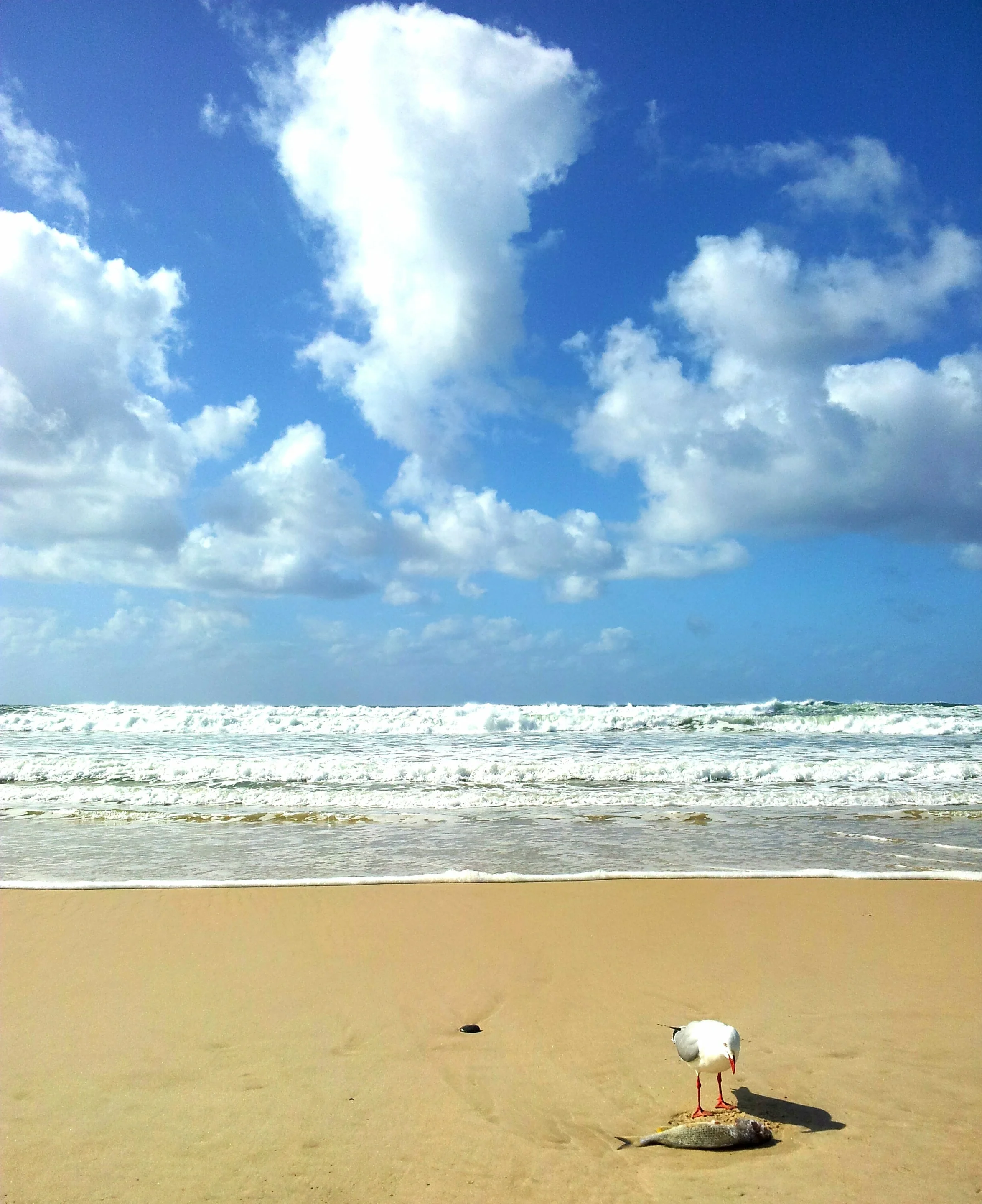 Seagull lunch