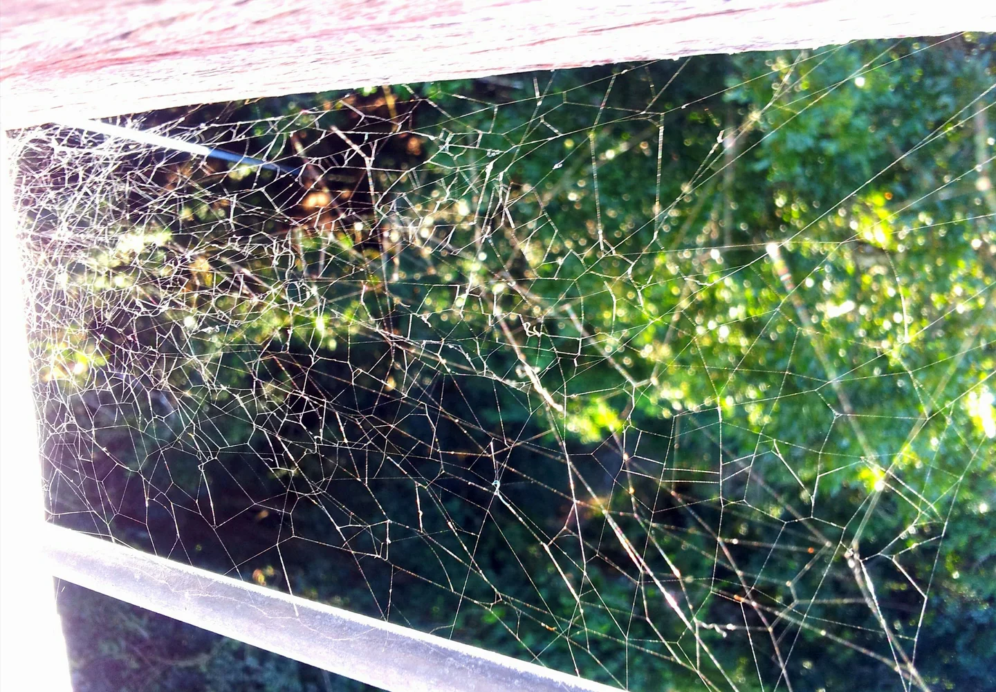 Spider web