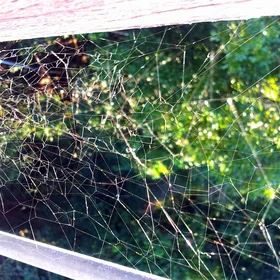 Spider web