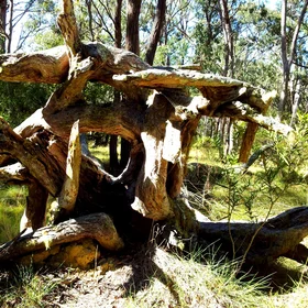 Square root