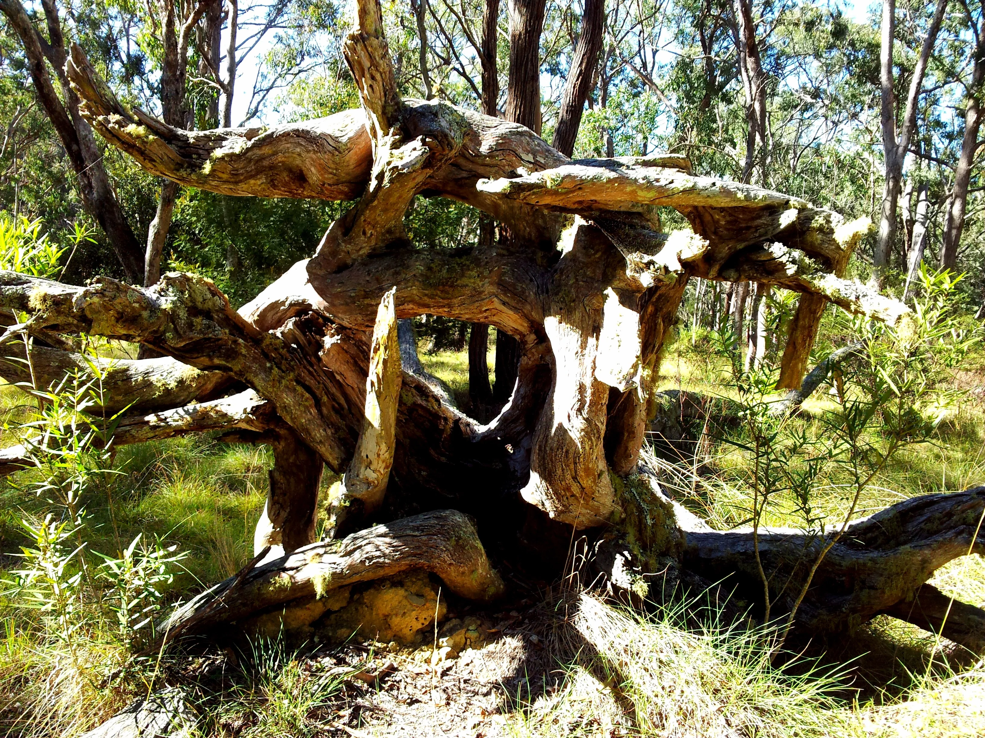 Square root
