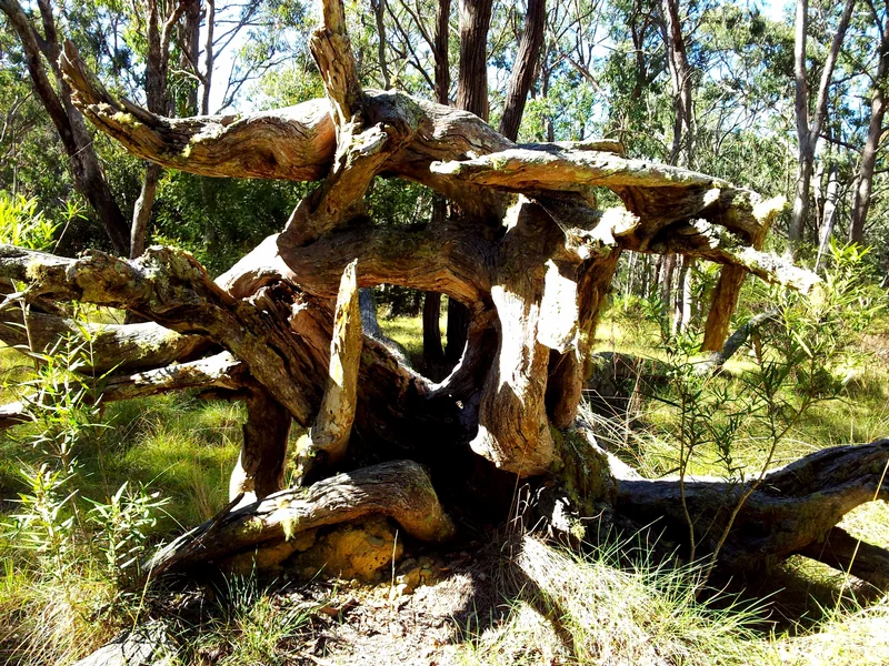 Square root