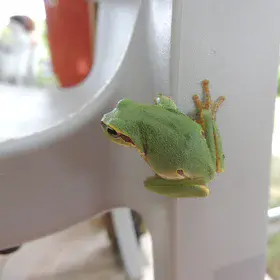 European tree frog