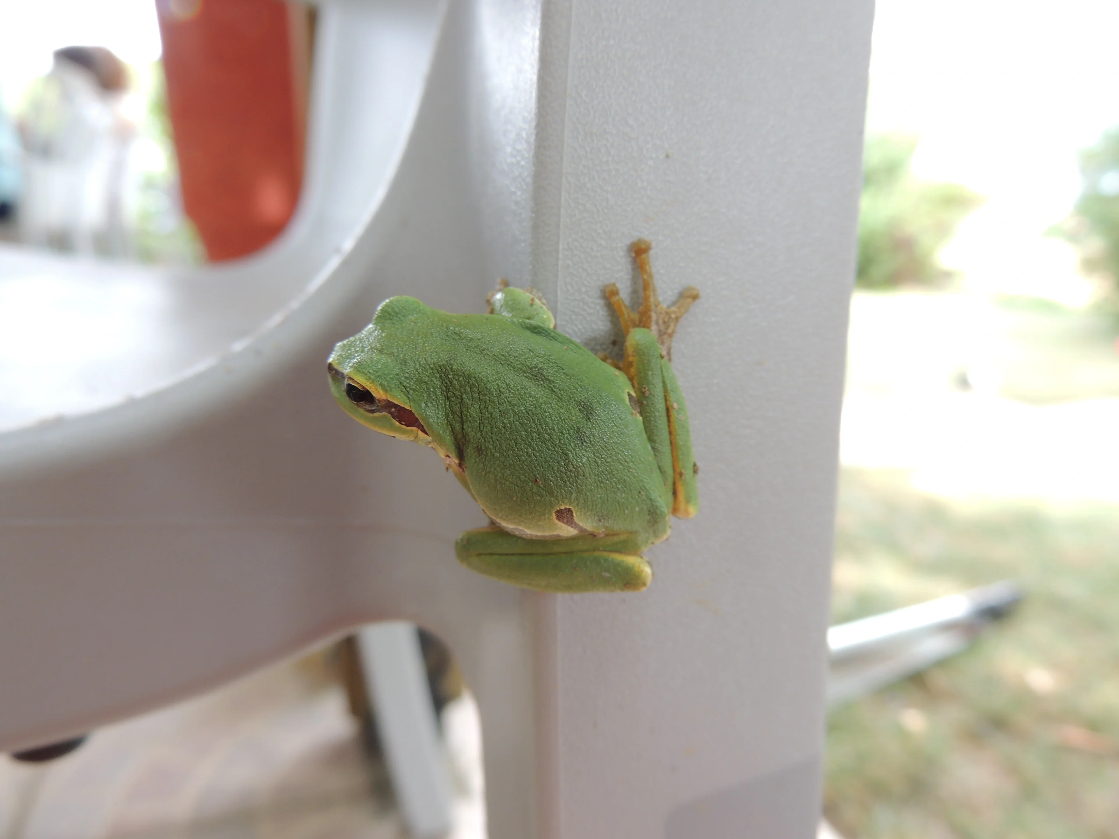 European tree frog
