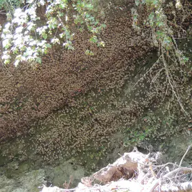Valley of the butterflies