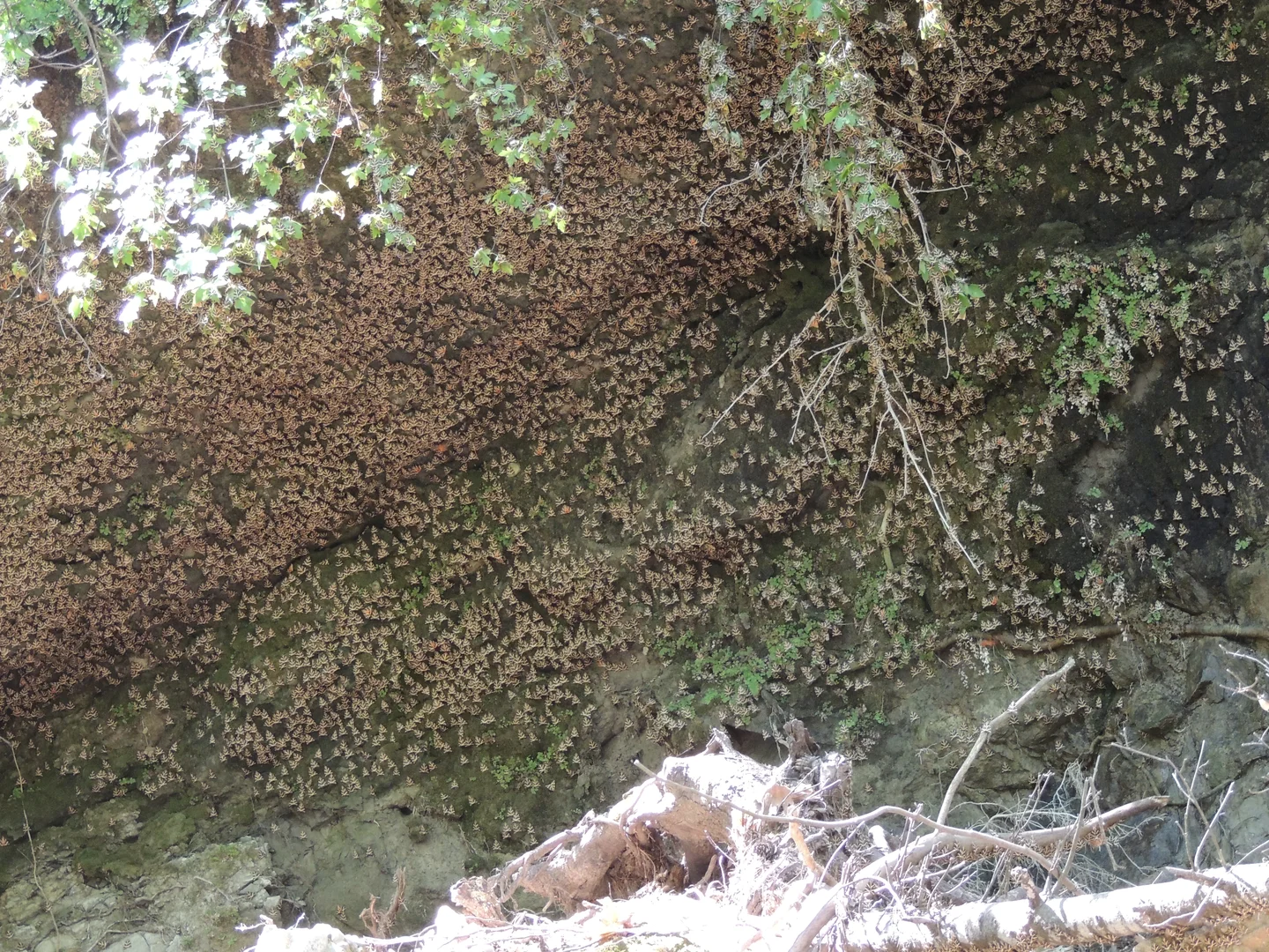 Valley of the butterflies