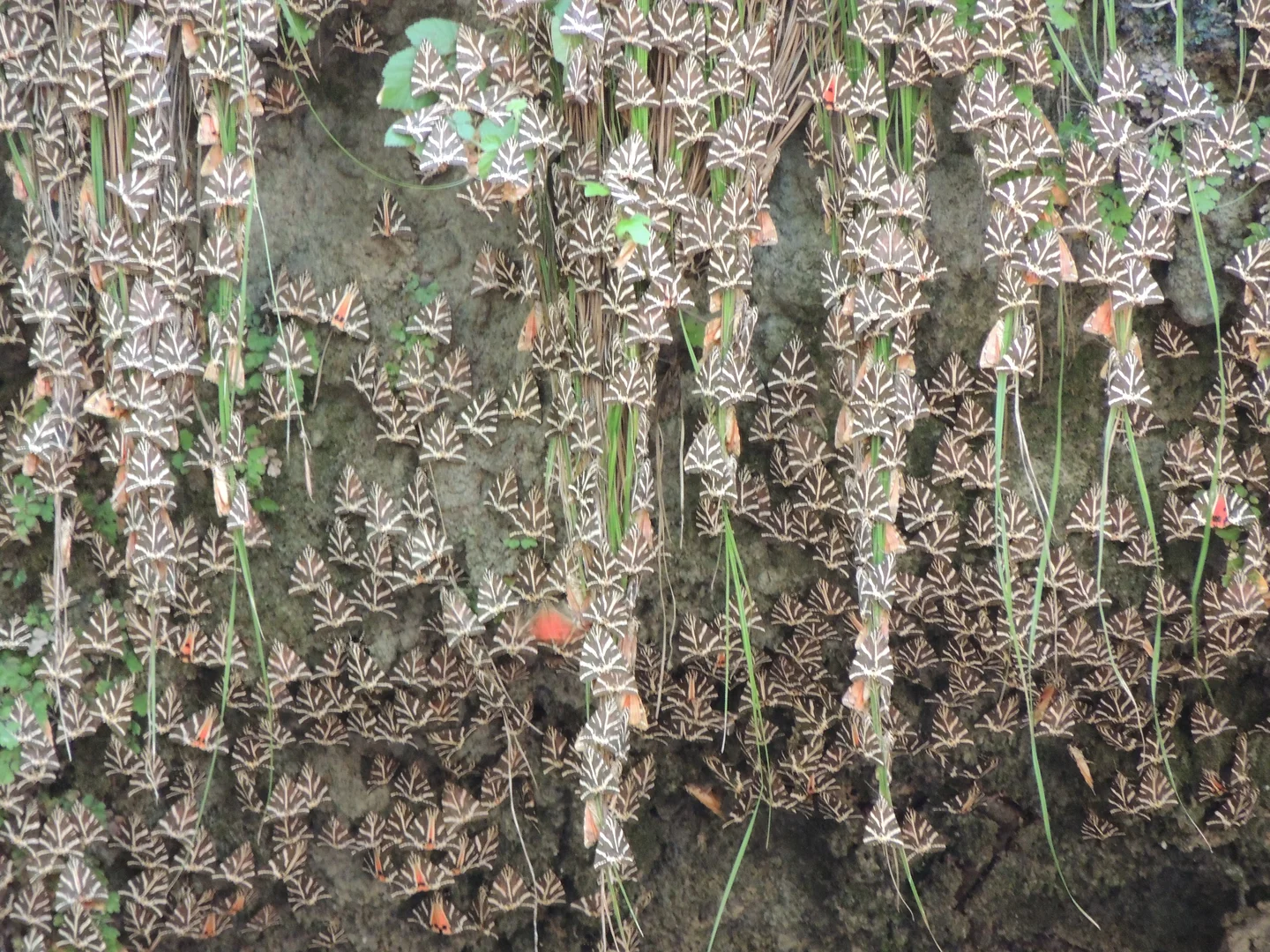 Valley of the butterflies