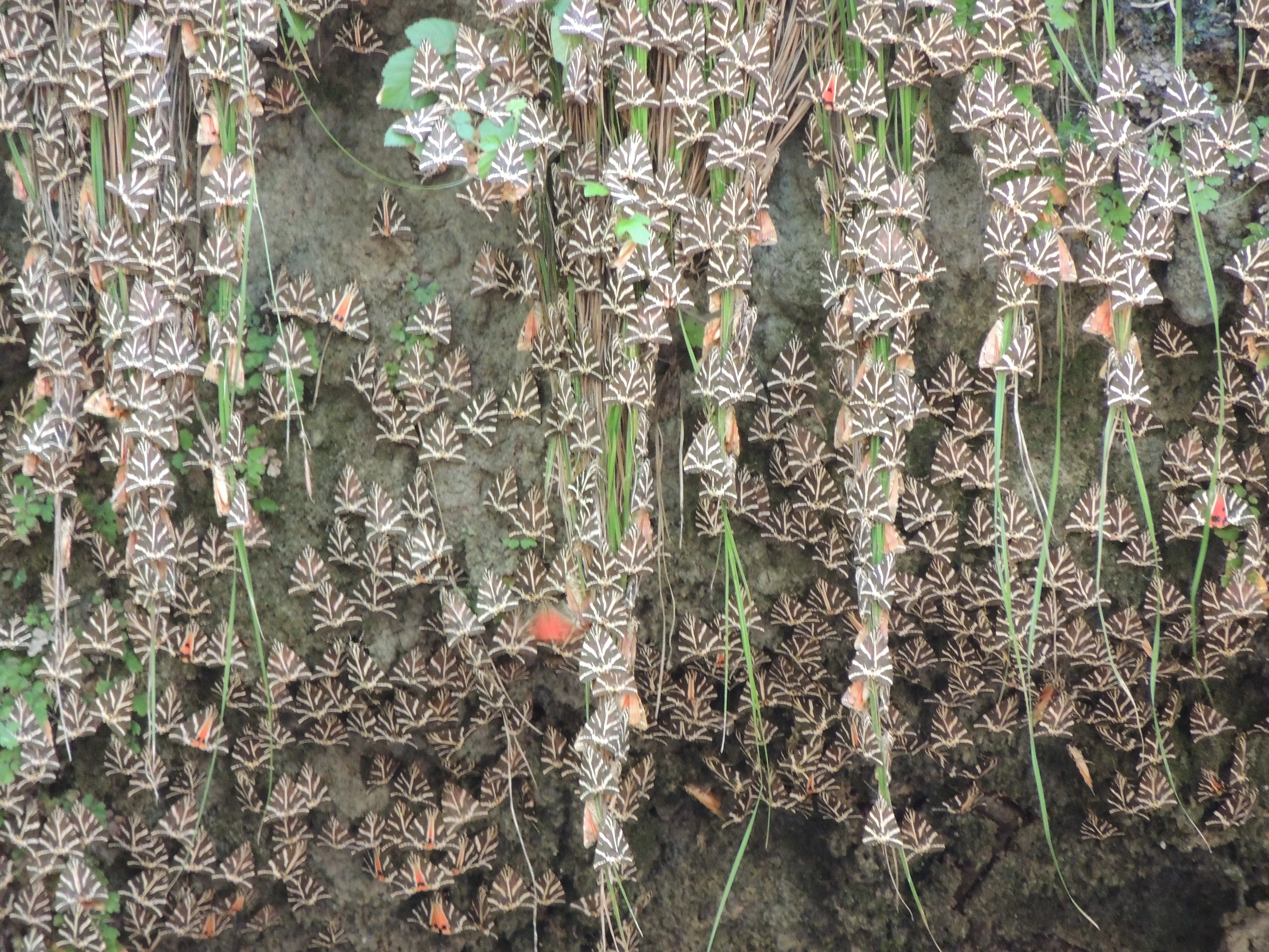 Valley of the butterflies