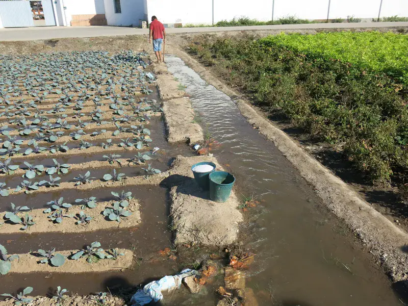 Flood irrigation in the Valencia gardens, Eastern Spain
