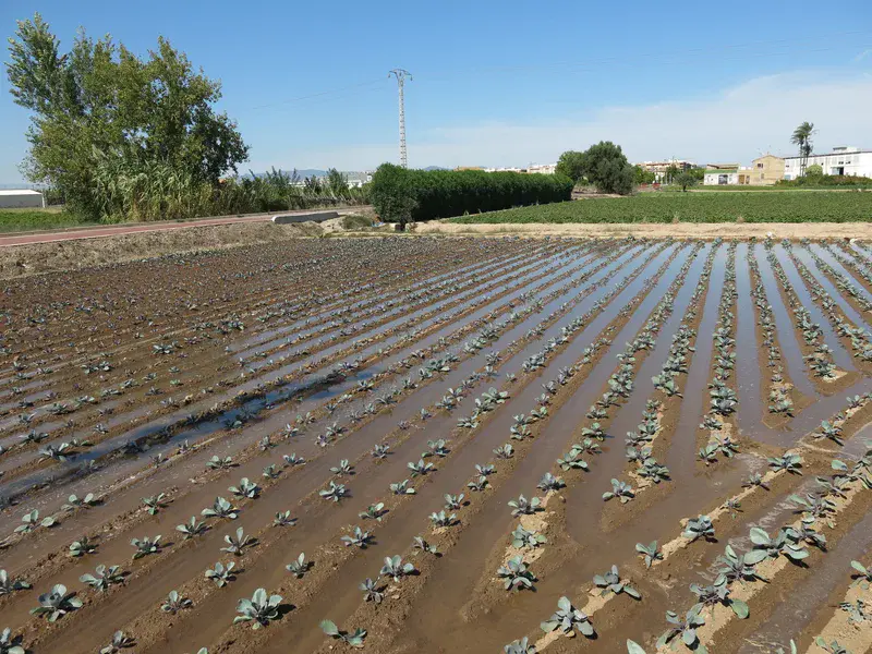 Irrigated soils in the Valencia gardens